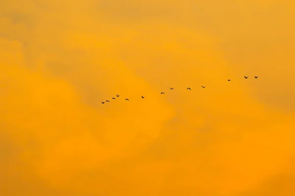 Flock Fåglar Silhuett — Stockfoto