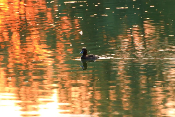 Vadliba Úszik Esti Tóban Míg Arany Fény Visszaverődik Gyönyörű Vízfelszínen — Stock Fotó