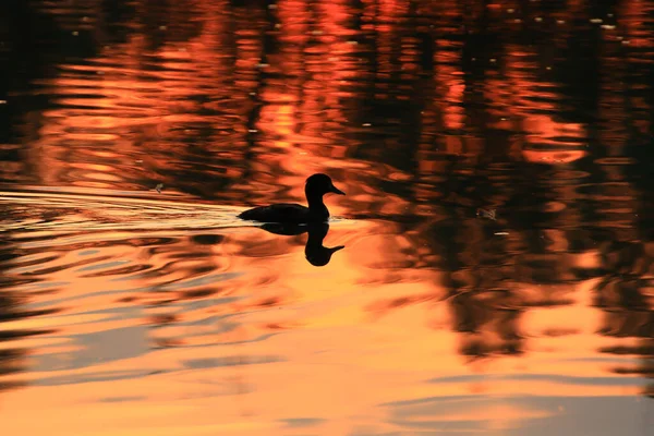 Den Vilda Gåsen Flyter Kvällssjön Medan Det Gyllene Ljuset Reflekteras — Stockfoto