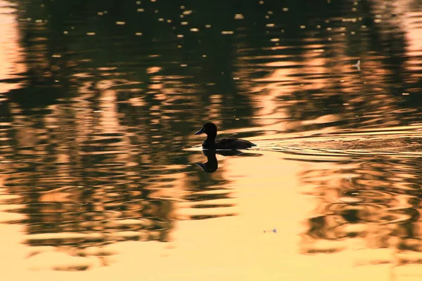 호수에는 거위들이 떠다니고 아름다운 표면에는 황금빛 반사된다 — 스톡 사진