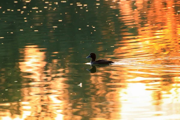 美しい水面に金色の光が反射しながら 夕方の湖には野生のガチョウが浮かんでいます — ストック写真