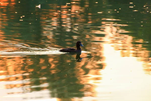 Den Vilda Gåsen Flyter Kvällssjön Medan Det Gyllene Ljuset Reflekteras — Stockfoto