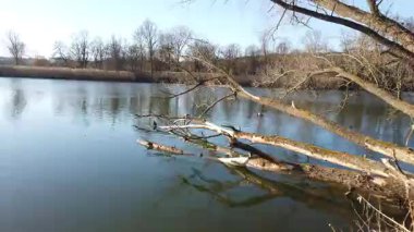 Avrasya ördeği, güzel sonbahar sezonunda 4K videosunda Baggersee Regensburg 'da sakince yüzüyor.