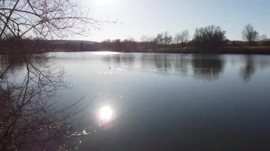Avrasya ördeği, güzel sonbahar sezonunda 4K videosunda Baggersee Regensburg 'da sakince yüzüyor.
