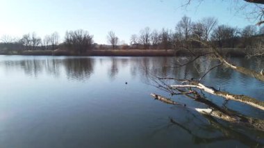 Avrasya ördeği, güzel sonbahar sezonunda 4K videosunda Baggersee Regensburg 'da sakince yüzüyor.
