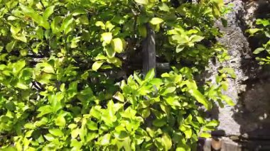 Limone Sul Garda, İtalya 'da bir limon bahçesindeki limon ve taze yaprakları kapatın.