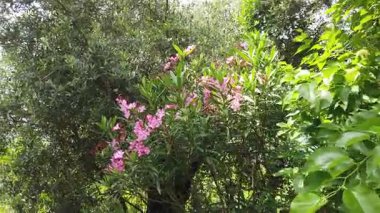 Ağaçlarla çevrili Garda Gölü 'nde huzurlu bir yürüyüş. Bitki örtüsü ve bahar kıyı manzarası.