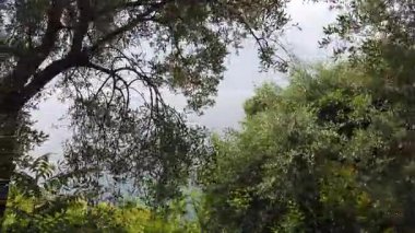 Ağaçlarla çevrili Garda Gölü 'nde huzurlu bir yürüyüş. Bitki örtüsü ve bahar kıyı manzarası.