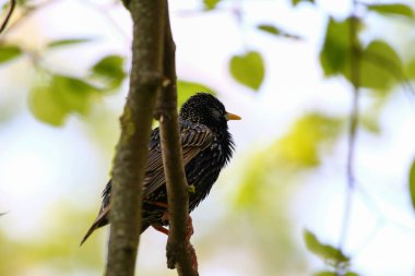 Starling, ilkbahar mevsiminde parktaki ağaç dalına tünemiş şarkı söylüyor.