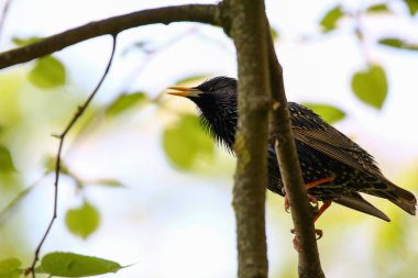 Starling, ilkbahar mevsiminde parktaki ağaç dalına tünemiş şarkı söylüyor.