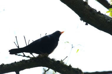 Huysuz bir karatavuğun silueti, bahar parkında parlak bir ışık altında dallara tünemişti.