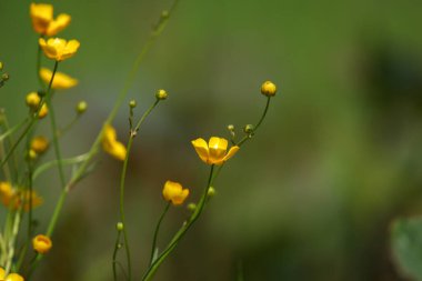 Parlak sarı ranunculus çiçekleri ve yeşil saplar güneş ışığıyla aydınlanan bir alanı doğal güzelliklerle doldurur.