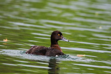Bahar boyunca Regensburg yakınlarındaki yeşil göl suyunda kendine özgü bir arması olan Tufla kabuğu.