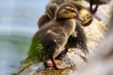 Bahar zamanı Regensburg yakınlarındaki düşen ağaç gövdesinde dinlenen vahşi ördek yavrusu.