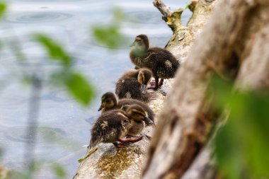Bahar zamanı Regensburg yakınlarındaki düşen ağaç gövdesinde dinlenen vahşi ördek yavrusu.