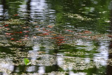 Şehir parkında bahar boyunca yemyeşil bitkilerle dolu bir gölette renkli küçük balıklar yüzer.