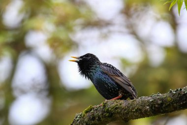 Starling, ilkbahar mevsiminde parktaki ağaç dalına tünemiş şarkı söylüyor.