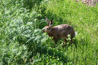 Vahşi tavşan canlı yeşil çimlerin üzerinde dinleniyor. Doğal manzara huzurlu bir ortamda.