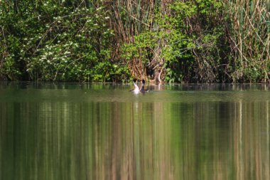İki büyük ibikli yaban ördeği, ağaç yansımalarının yakınındaki gölde başları olan kalp şeklinde şekiller oluşturuyor.