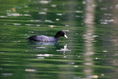 Avrasyalı yaban ördekleri, Regensburg ilkbaharı yakınlarındaki bitki örtüsüyle çevrili yeşil gölde yüzüyorlar.