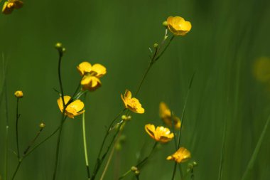 Parlak sarı ranunculus çiçekleri ve yeşil saplar güneş ışığıyla aydınlanan bir alanı doğal güzelliklerle doldurur.