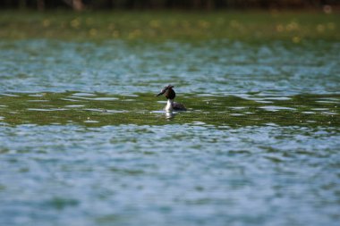 Bahar mevsimi güneş ışığı boyunca durgun yeşil göl suyunda süzülen zarif büyük ibikli yağ.