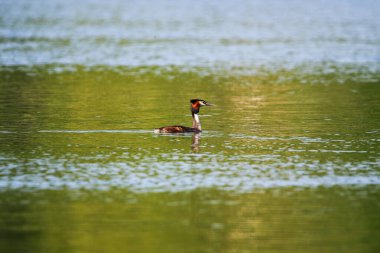 Bahar mevsimi güneş ışığı boyunca durgun yeşil göl suyunda süzülen zarif büyük ibikli yağ.