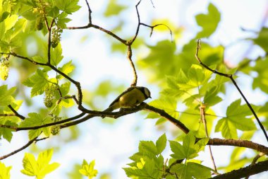 Great tit perched calmly on tree branch surrounded by fresh green leaves in springtime park