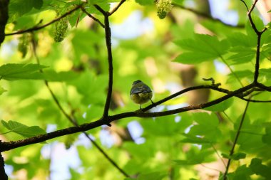 Great tit perched calmly on tree branch surrounded by fresh green leaves in springtime park