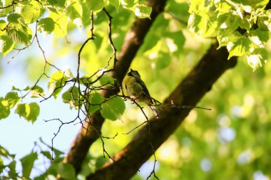 Great tit perched calmly on tree branch surrounded by fresh green leaves in springtime park