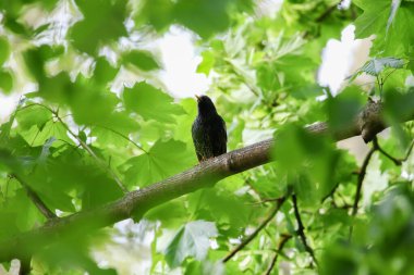 Starling, ilkbahar mevsiminde parktaki ağaç dalına tünemiş şarkı söylüyor.