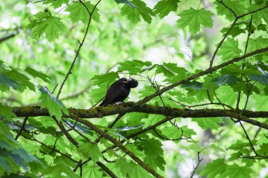 Karatavuk ağaç dalına tünemiş ilkbahar doğal park ortamında taze yeşil yapraklarla