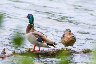 Bahar zamanı Regensburg yakınlarında göl suyunda yüzen iki yaban ördeği sakince dinlenir.