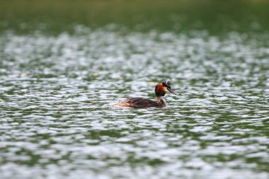 Bahar mevsimi güneş ışığı boyunca durgun yeşil göl suyunda süzülen zarif büyük ibikli yağ.