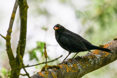 Karatavuk ağaç dalına tünemiş ilkbahar doğal park ortamında taze yeşil yapraklarla
