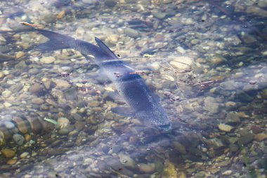 Büyük Abramis brama balığı çiftleşme mevsiminde Regensburg yakınlarındaki sakin gölde su altında yüzer.