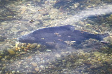 Büyük Abramis brama balığı çiftleşme mevsiminde Regensburg yakınlarındaki sakin gölde su altında yüzer.