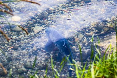 Büyük Abramis brama balığı çiftleşme mevsiminde Regensburg yakınlarındaki sakin gölde su altında yüzer.
