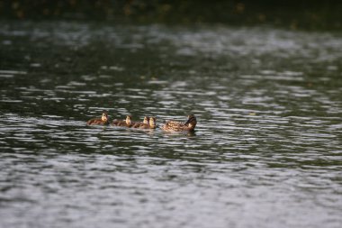 Anne Mallard, Regensburg yakınlarındaki canlı bahar mevsiminde sakin bir gölde sakince yüzen dört ördek yavrusuna liderlik ediyor.