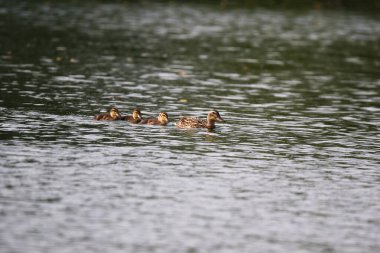 Anne Mallard, Regensburg yakınlarındaki canlı bahar mevsiminde sakin bir gölde sakince yüzen dört ördek yavrusuna liderlik ediyor.