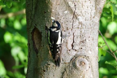 Büyük benekli ağaçkakan ağaç gövdesine tırmanıyor böcek ve larva aramak için havlıyor.