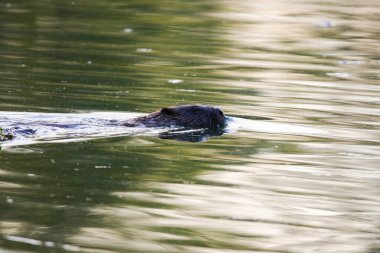 Kunduz göl suyunda pürüzsüzce süzülür açık havada açık bahar güneşi altında dalgalanmalarla.