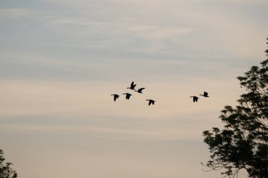 Siluetli Greylag Kaz, sakin bahar akşamı uçuşu sırasında zarif bir şekilde gökyüzünde süzülür.