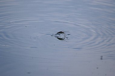 Gerris lacustris böcekleri yüzey gerilimi ve hidrofobik bacakları kullanarak su üzerinde hızlı hareket ederler.