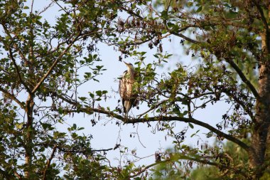 Uzun ve keskin gagalı büyük Ardea Cinerea kuşu güneş ışığında yapraksız dallarda dinleniyor.