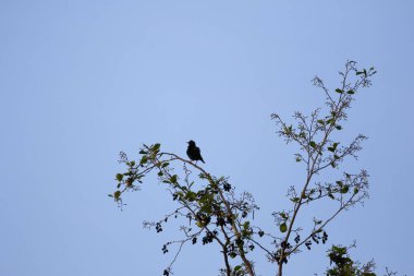 Karatavuk ağaç dalına tünemiş ilkbahar doğal park ortamında taze yeşil yapraklarla