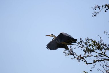 Uçan büyük Ardea cinerea kuşu kıvrık boyunlu ve keskin sarı gagalı.