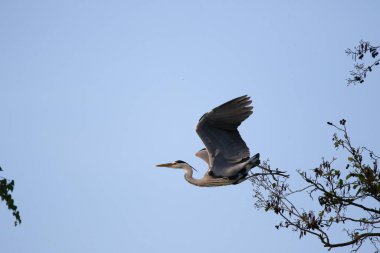 Uçan büyük Ardea cinerea kuşu kıvrık boyunlu ve keskin sarı gagalı.