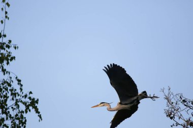 Uçan büyük Ardea cinerea kuşu kıvrık boyunlu ve keskin sarı gagalı.