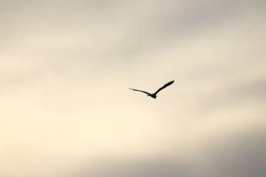 Gri balıkçıllar zarif bir şekilde süzülür. Geniş ve açık kanatlarıyla berrak gökyüzüne doğru süzülür..